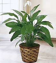 The Spathiphyllum Plant