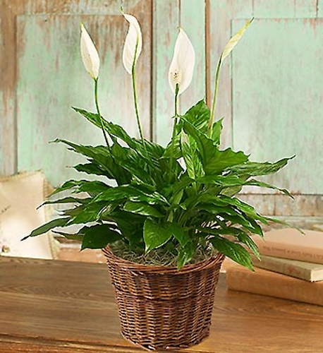 The 6 inch Spathiphyllum Plant