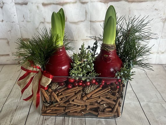 Amaryllis For Christmas