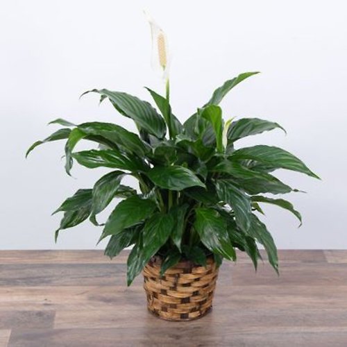 The 10 inch Spathiphyllum Plant