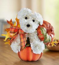 a-DOG-able&reg; for Fall