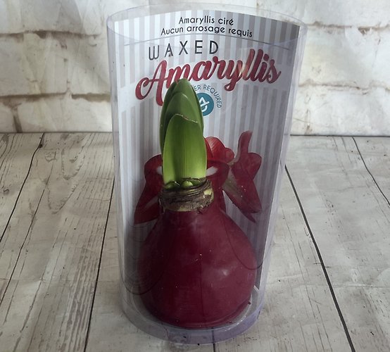 Waxed Amaryllis Red