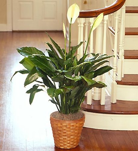 The 6 inch Spathiphyllum Plant