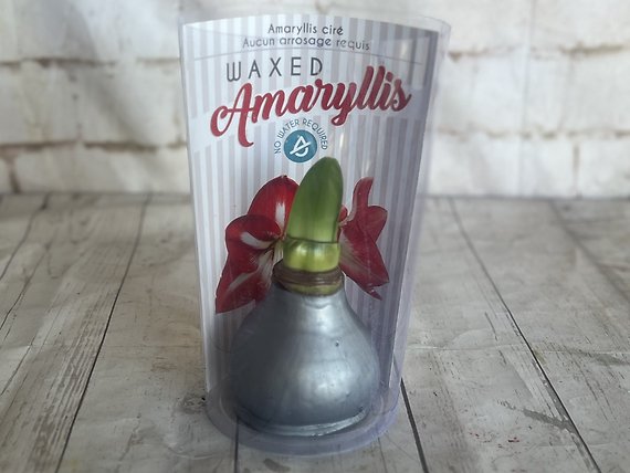 Wax Amaryllis Silver