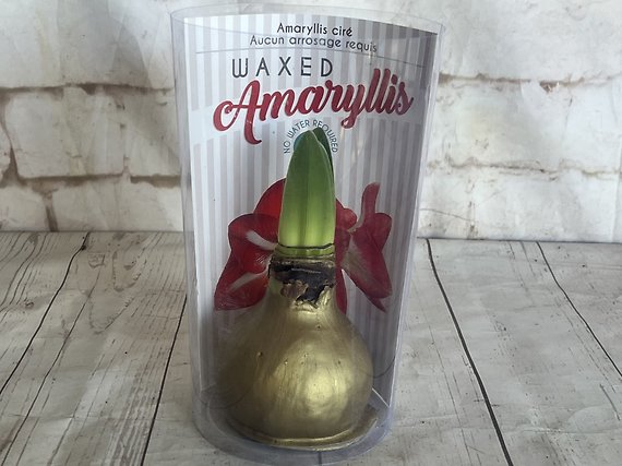 Waxed Amaryllis Gold