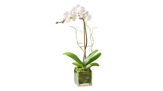 ORCHID