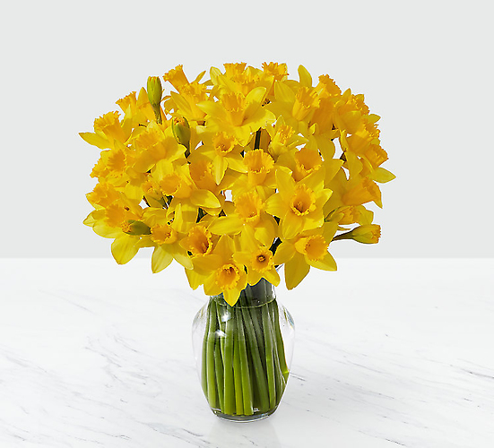 Striking Gold Daffodil Bouquet - 40 Stems