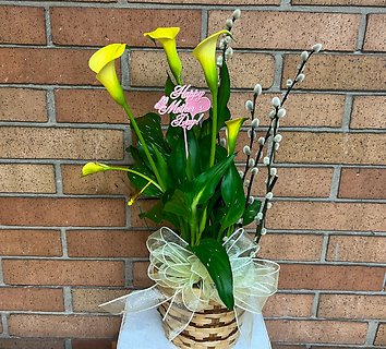 Blooming Calla Lily Plant