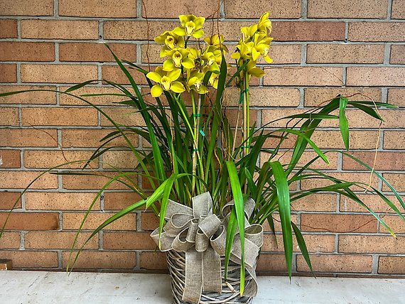 Large Cymbidium Orchid Plant